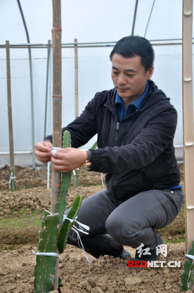 国内最大红心火龙果标准基地落户长沙县(组图