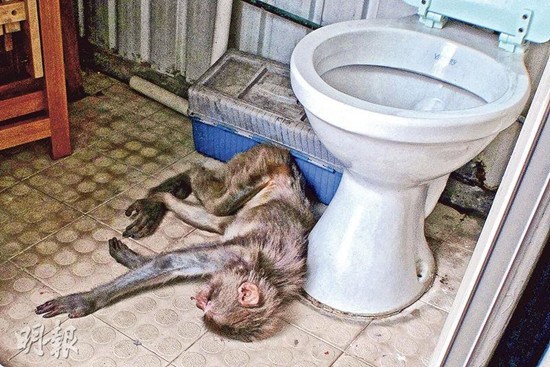 香港一小猕猴突然在厕所晕倒 瘦至皮包骨(图)