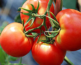 男性多吃西红柿可预防前列腺癌（图）