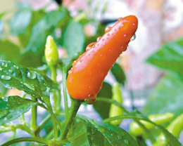 研究发现吃辣椒可预防老年痴呆(图)