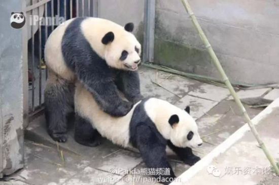 ipanda频道直播大熊猫交配
