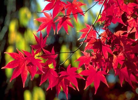 秋天树叶为什么发红_天气预报