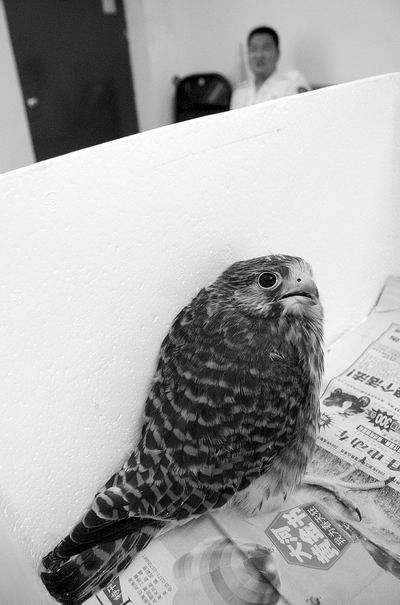 这只幼鹰胆小如鼠见人多吓得站不稳 专家说,其