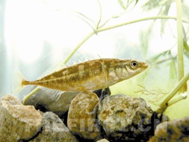 怀九河水生野生自然保护