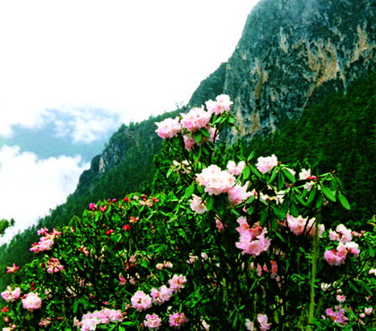 香格里拉国家公园普达措