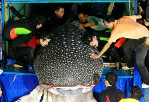 食人塘虱?纯属谣传!