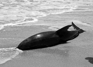 灰海豚搁浅南澳海滩获救