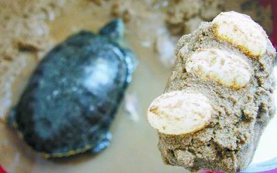 刚买回家十几天,乌龟就在卫生间里下了三个蛋