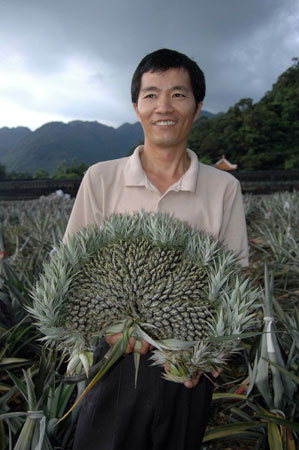宜兰果农种出连体七胞胎菠萝