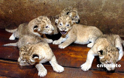 图:淮安动物园一只非洲狮一胎产五娃