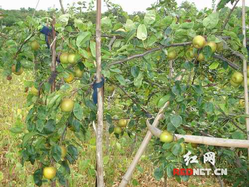 冷水滩无公害水果翠冠梨喜获丰收(图)