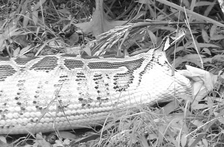 30多斤黑尾蟒 下山偷鸭吃