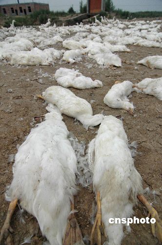 浙江台州一养鸭场4000余只鸭子被一夜毒死(图