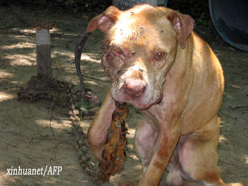 美国非法斗狗泛滥