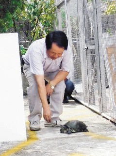 台一属兔男子每天都要遛龟 新 龟兔赛跑 令人笑