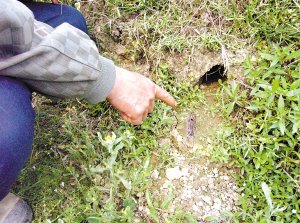 佛山未发现餐饮店卖田鼠肉