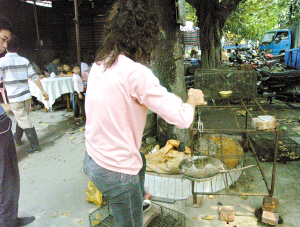 佛山未发现餐饮店卖田鼠肉