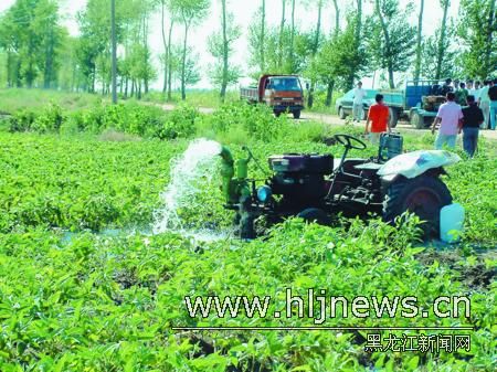 黑龙江黑河市爱等县(区)旱情严重