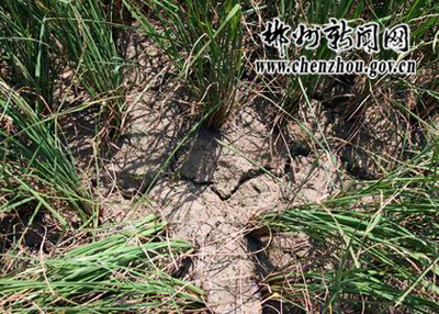 ����������ظɲ�Ⱥ�ڻ�������������(ͼ)