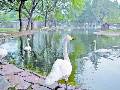 自由飞翔的天鹅 c77b157db0d31cae078fc80b987e3175.jpg