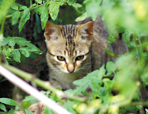 普通家猫变身凶悍野猫