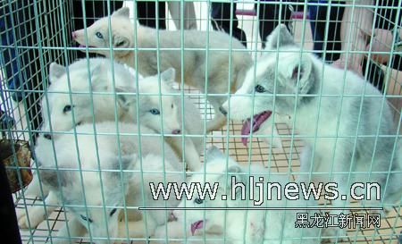 北极狐幼崽 dabc56312f27efe5d9daf392a0dcf5d8.jpg