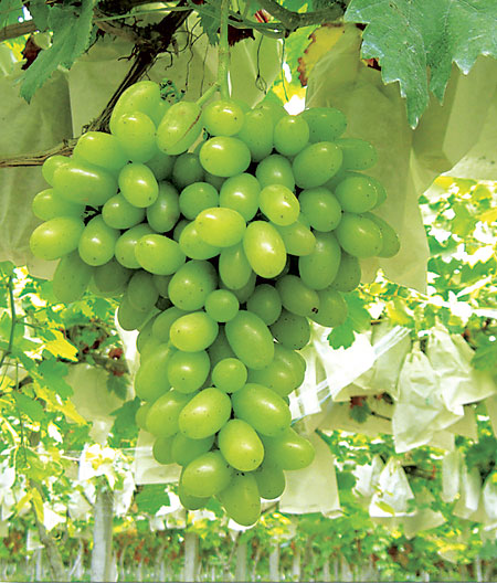 南方吐鲁番美丽的葡萄童话