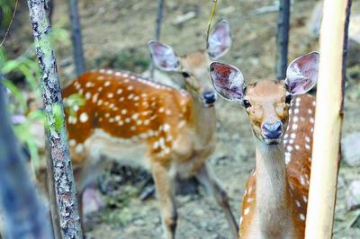 饭庄推出全鹿宴苦了5只梅花鹿 警方查处时店