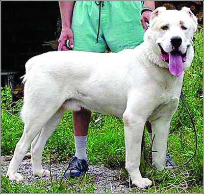 坚决禁养vs有条件限养 市民热议禁养烈性犬(图)