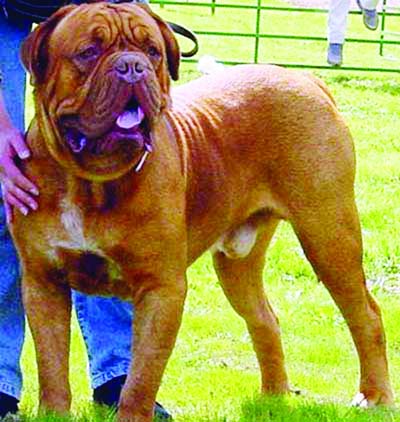 坚决禁养VS有条件限养 市民热议禁养烈性犬(图