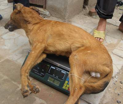 临漳有人打死一只 豺 ?