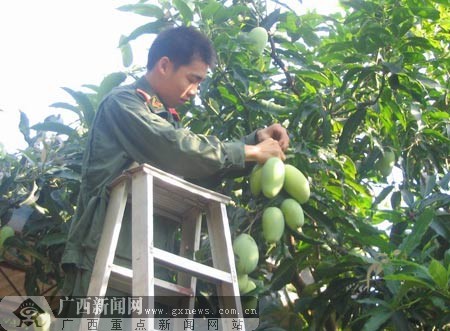 北海边防检查站营区瓜果飘香 喜迎丰收季节(图