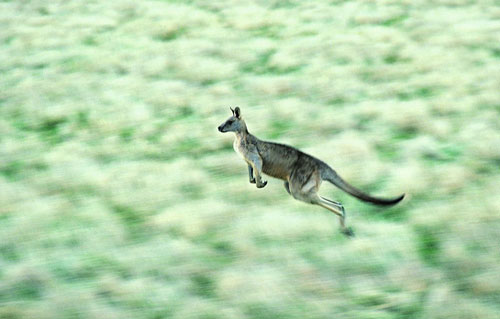 澳大利亚袋鼠惊现美国密西西比州 怀疑是出逃
