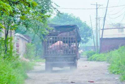 ǿ��֮�°�������һͷ��������ˮʮ����