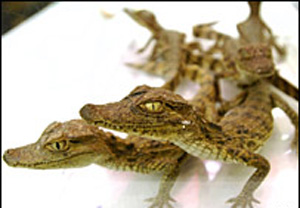 ɳ������Я��250��������۾��ߵǻ������(ͼ)