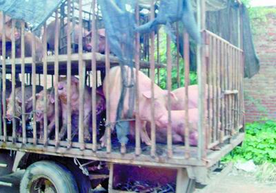 ǿ��֮�°�������һͷ��������ˮʮ����