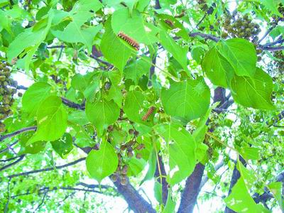 ����˻˻��ľ����