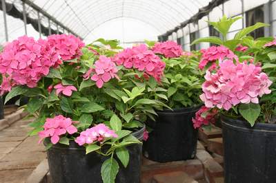 ʯ��ׯ��"���˻���"���ű���