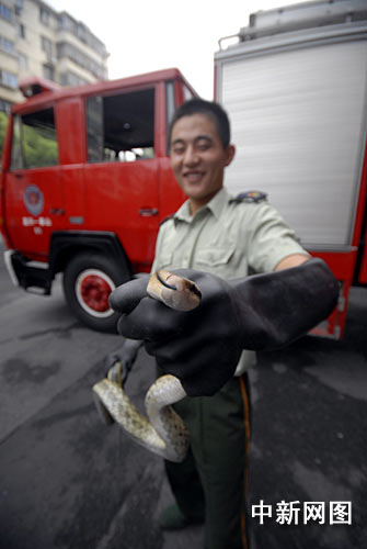 一米多长家蛇突现卫生间 肚子粗大疑似怀孕(图