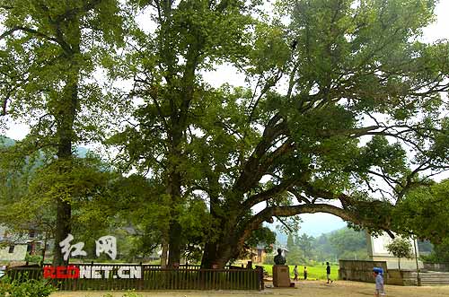 大枫树下追寻三湾改编 革命老区旧貌变新颜(