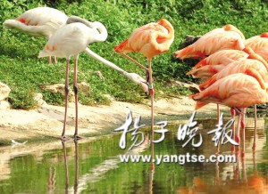 农历七夕动物也过节 探访动物爱情生活