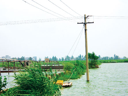 福清连环祸事 高压线掉入鱼塘 电完鱼又电死人