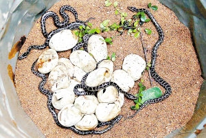 野外捡蛇蛋家中孵一窝