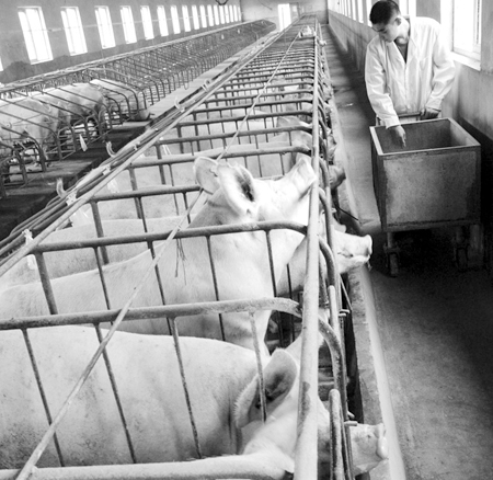 一位兽医的猪蓝耳病治疗实验