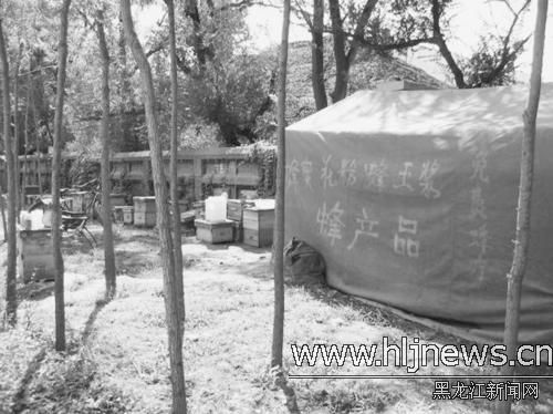 【组图】小小养蜂人随父闯天涯