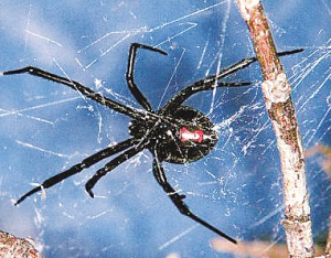 毒蜘蛛一叮从手肿到脸