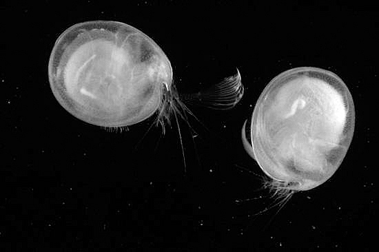 大西洋冒出奇怪生物