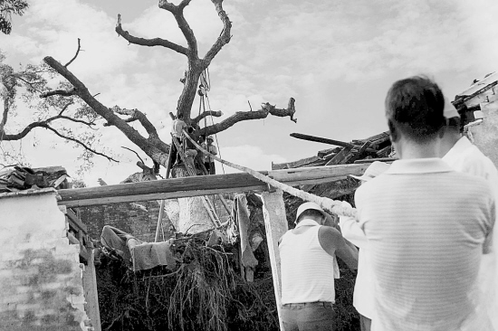 杠杆原理扶起百年古樟