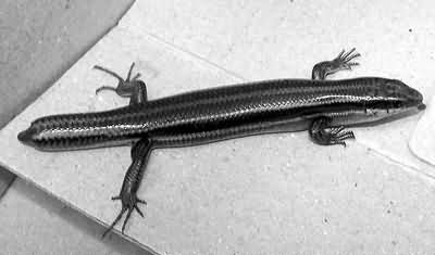 断尾四脚蛇难住中学生