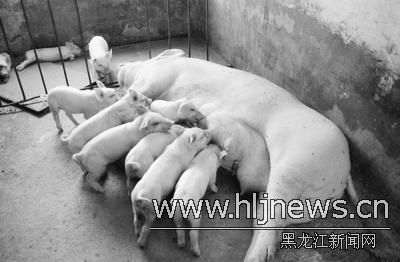 大规模养猪资金成难点 抵押 难住了养猪贷款?